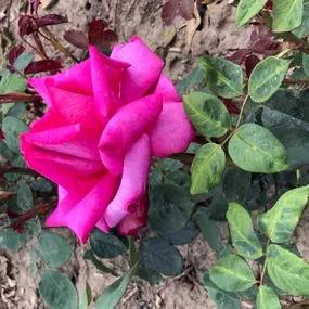 Buxom Beauty Hybrid Tea Rose (Rosa Buxom Beauty) 2